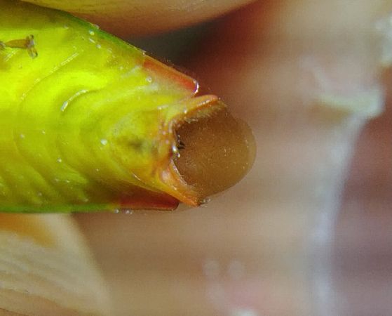 Acanthosoma haemorrhoidale 
