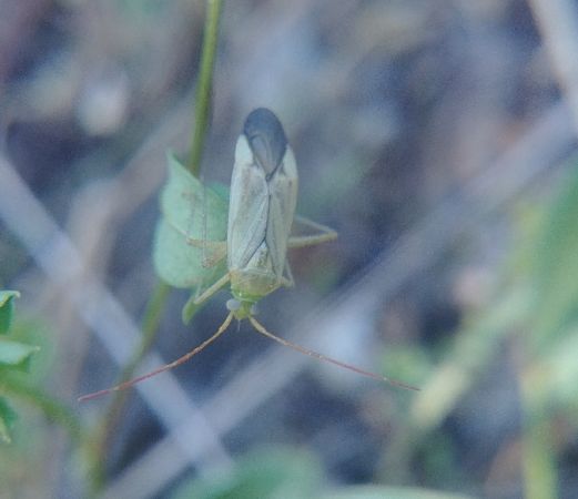 Adelphocoris lineolatus 