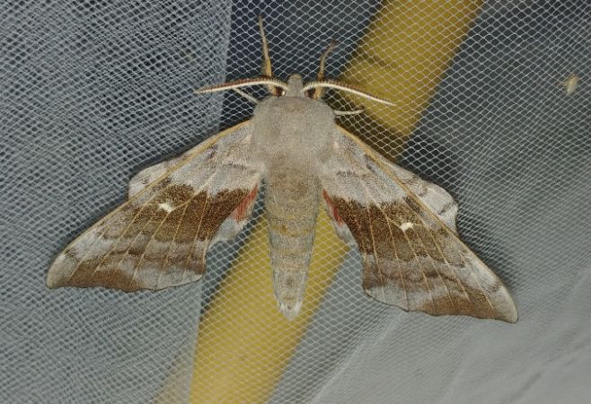 Sphinx du peuplier 