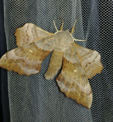 Laothoe populi 