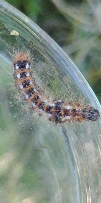 Noctuelle de la patience 