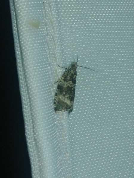 Celypha lacunana 