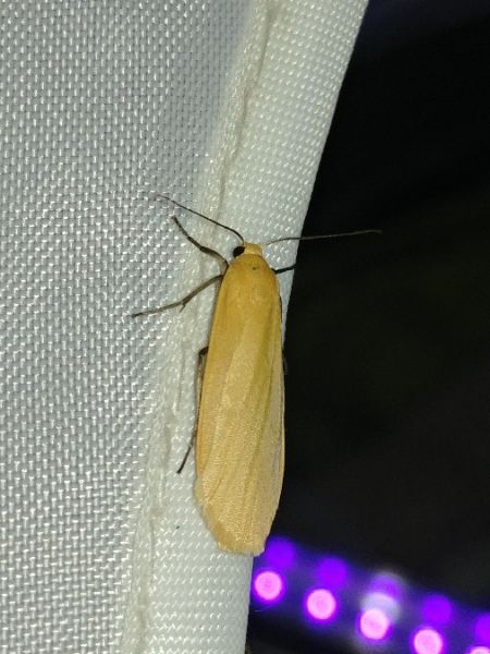 Manteau jaune 