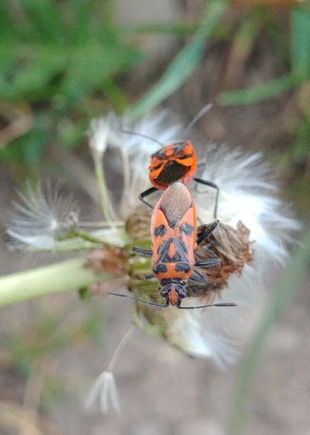 Corizus hyoscyami hyoscyami 