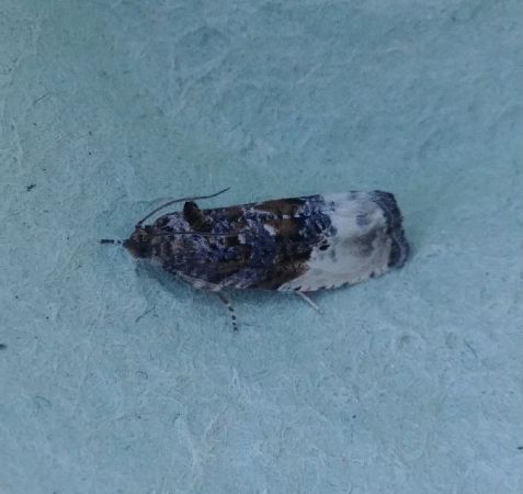 Hedya nubiferana 
