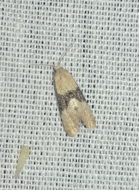 Eupoecilia ambiguella 
