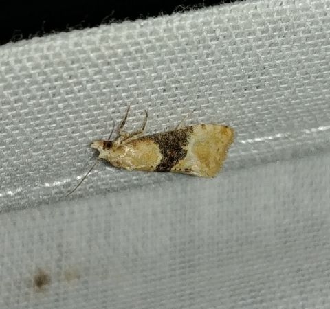Eupoecilia ambiguella 