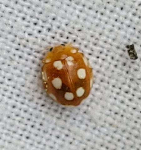 Vibidia duodecimguttata  - Thomas Lux