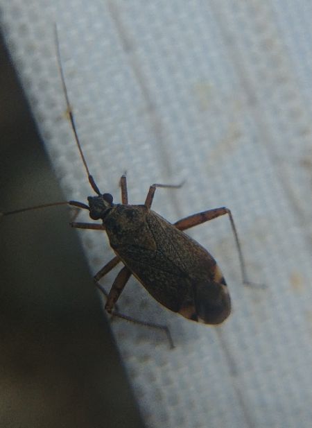 Closterotomus fulvomaculatus 