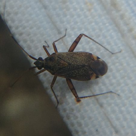 Closterotomus fulvomaculatus 