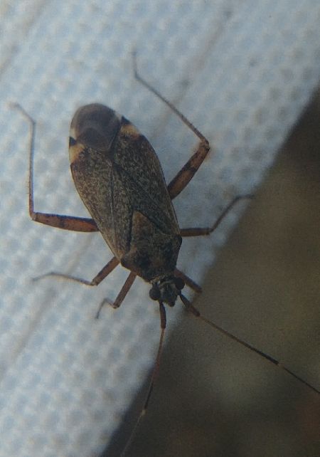 Closterotomus fulvomaculatus 