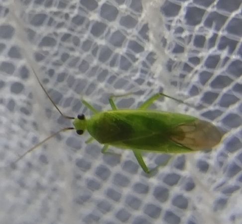Orthotylus marginalis 