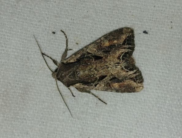 Lacanobia suasa 