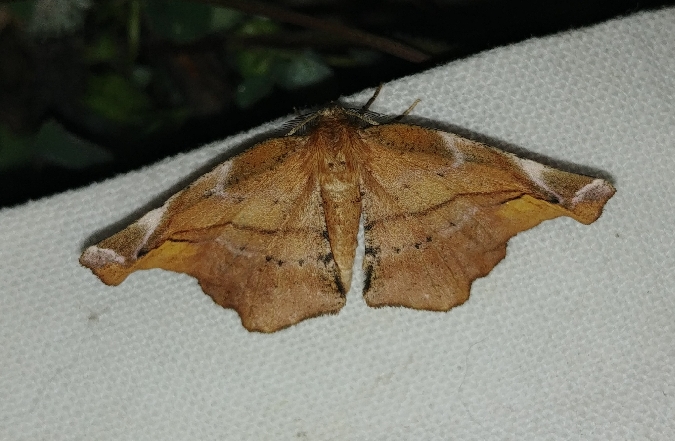 Apeira syringaria 