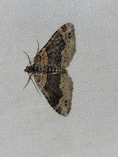 Xanthorhoe ferrugata  - Thomas Lux
