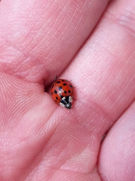 Coccinelle asiatique  - Sylvain Lethuillier