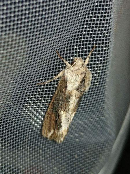 Egira conspicillaris 
