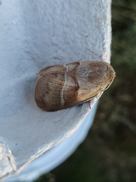 Bombyx de la Ronce  - Thomas Lux