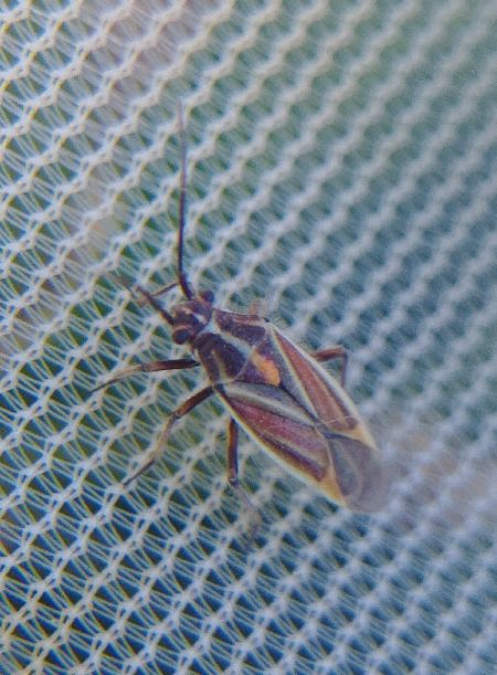 Horistus orientalis 