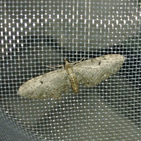 Eupithecia virgaureata 