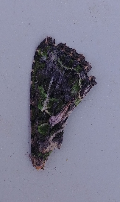 Trachea atriplicis 