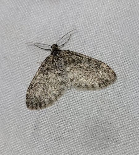 Lobophora halterata  - Thomas Lux