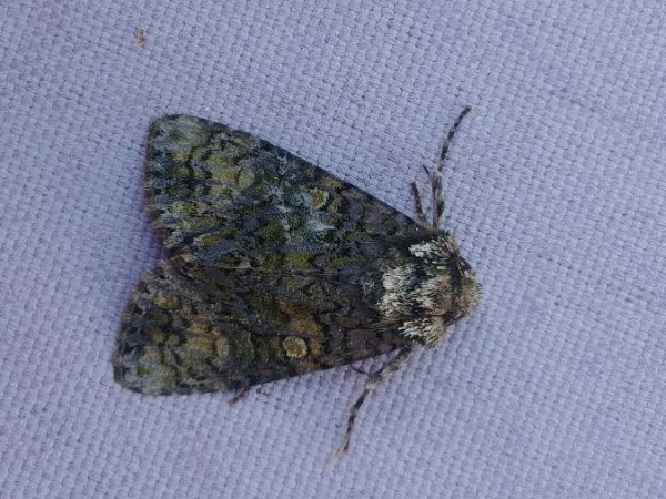 Craniophora ligustri 