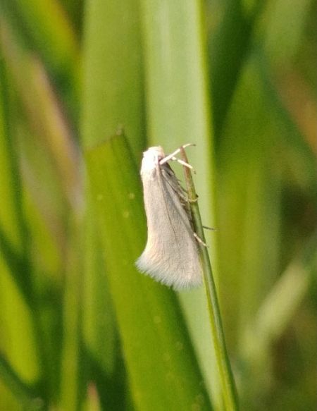 Elachista argentella 