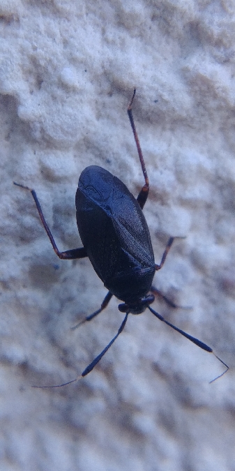 Capsus ater 
