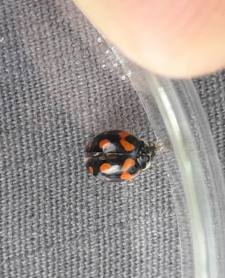 Coccinelle à dix points  - Sylvain Lethuillier