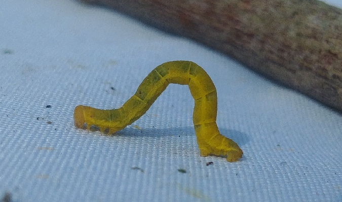 Parectropis similaria 