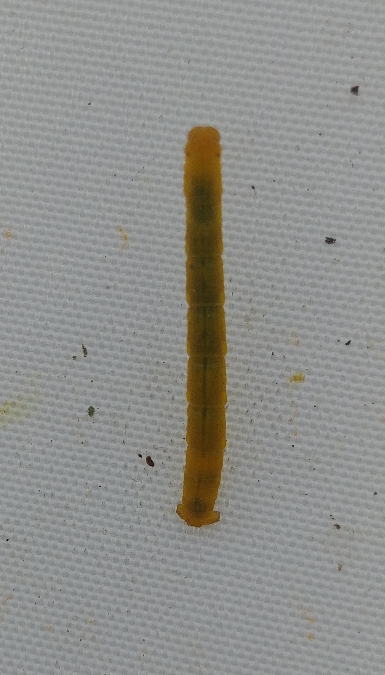 Parectropis similaria 