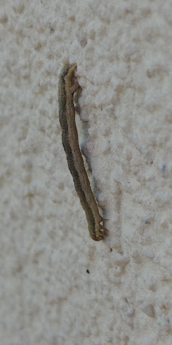 Colostygia multistrigaria 