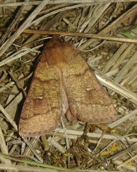 Mythimna turca 