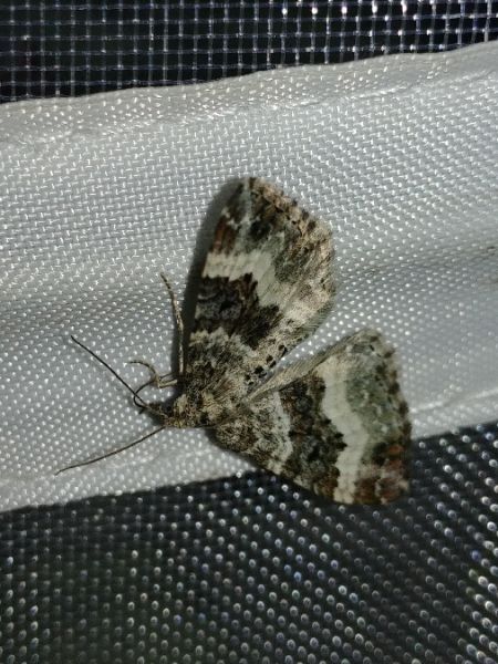 Epirrhoe alternata 