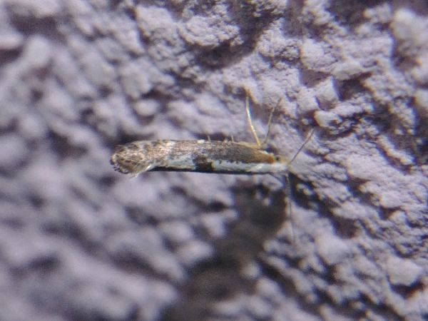 Argyresthia spinosella 