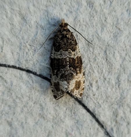 Syricoris rivulana  - Thomas Lux