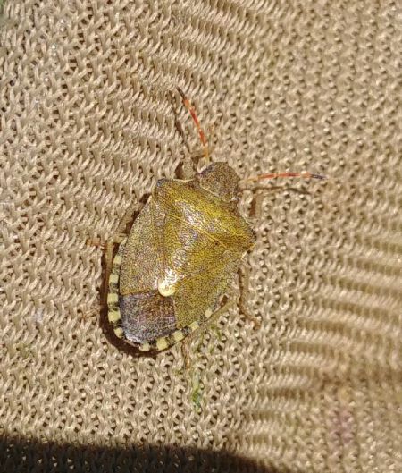 Peribalus strictus vernalis 
