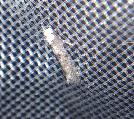 Paraswammerdamia albicapitella 