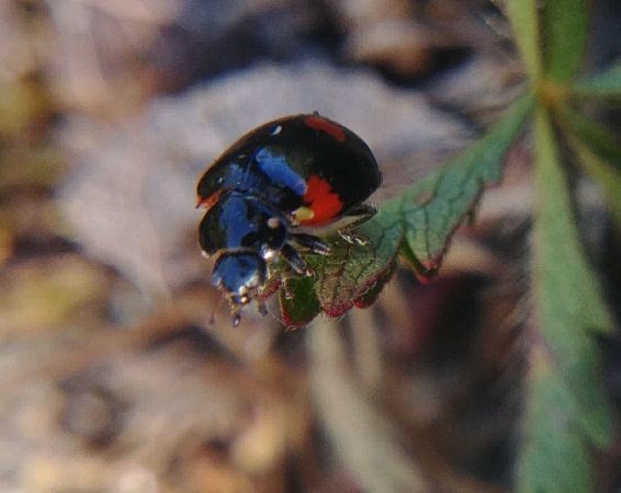 Coccinelle à deux points 