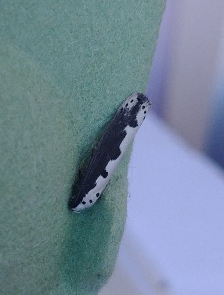 Ethmia bipunctella 