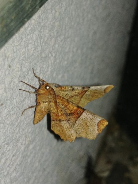 Selenia lunularia 