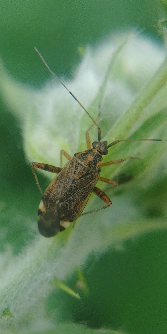 Closterotomus fulvomaculatus 