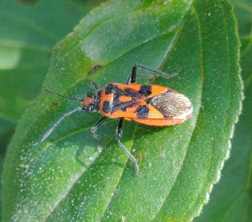 Corizus hyoscyami hyoscyami 
