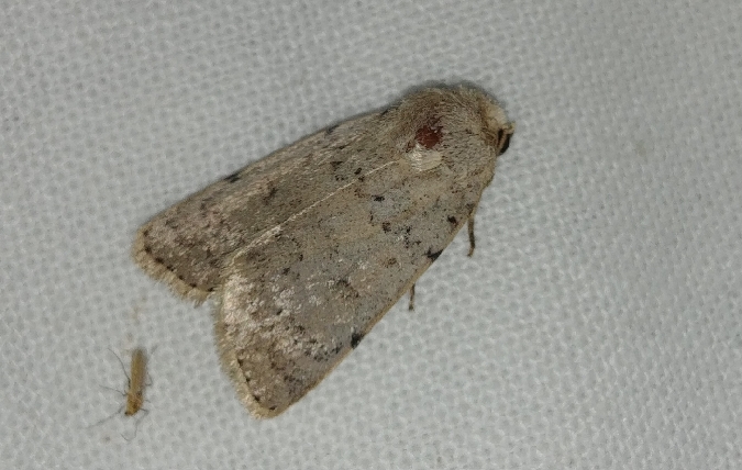 Hoplodrina respersa 