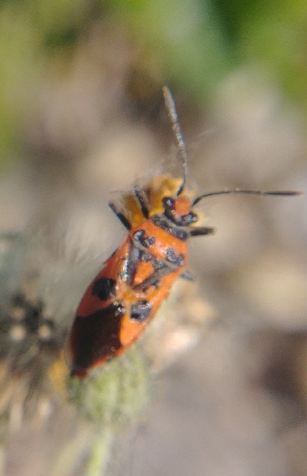 Corizus hyoscyami hyoscyami 