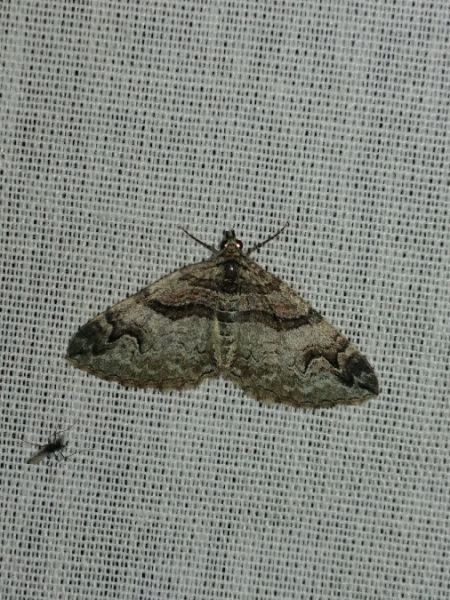 Pareulype berberata 