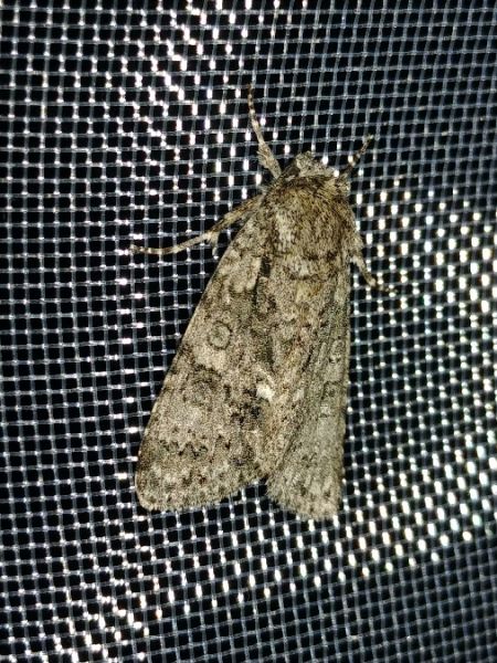 Noctuelle de la patience 