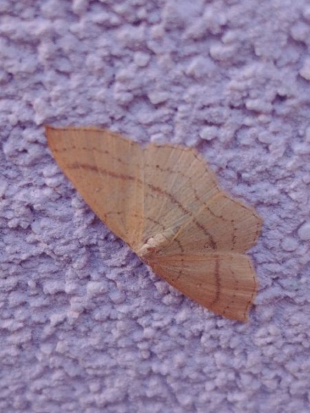 Cyclophora linearia 