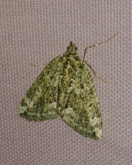 Chloroclysta siterata 